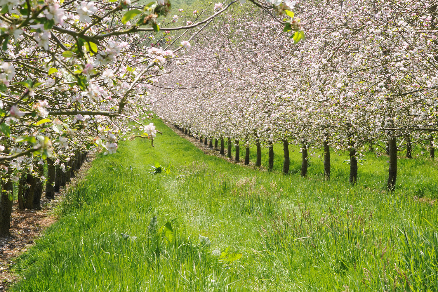 Avenue of blossoming apple trees - DC 